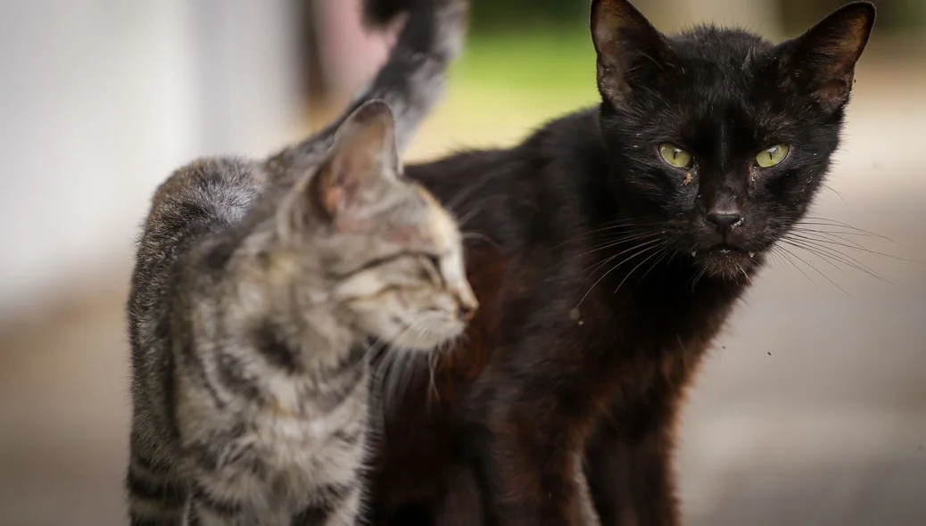 Abandono de cães e gatos cresce durante as festas