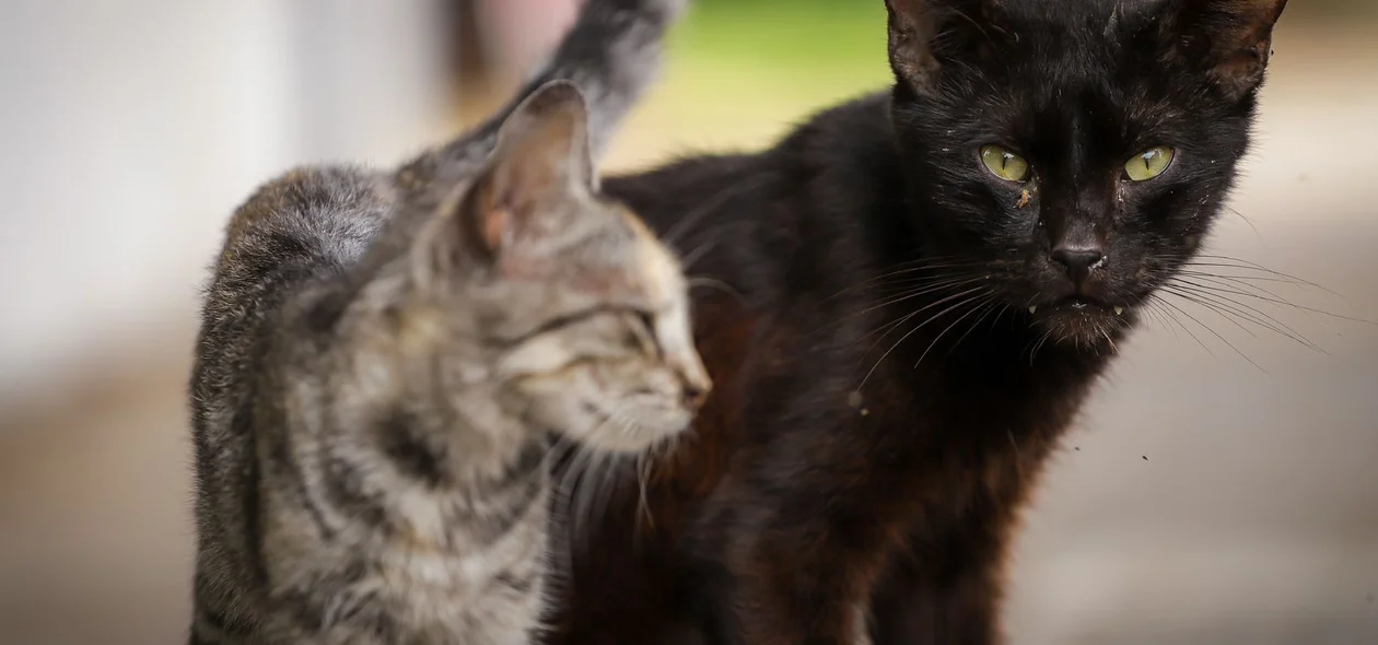 Abandono de cães e gatos cresce durante as festas