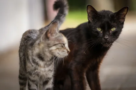 Abandono de cães e gatos cresce durante as festas