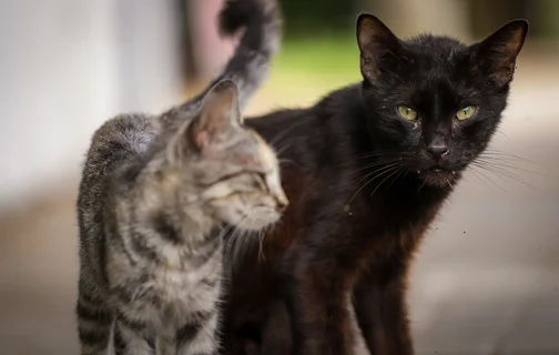 Abandono de cães e gatos cresce durante as festas