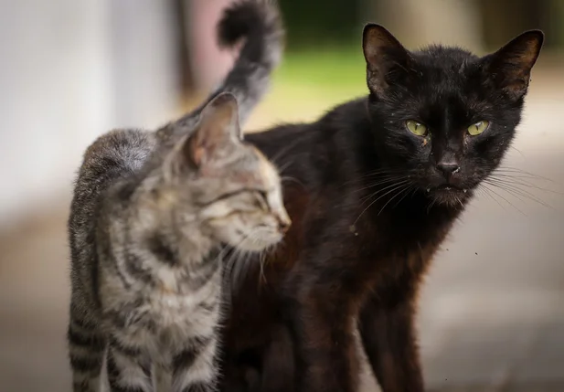 Abandono de cães e gatos cresce durante as festas