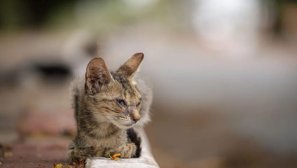 Animais sofrem com o aumento do abandono no período natalino