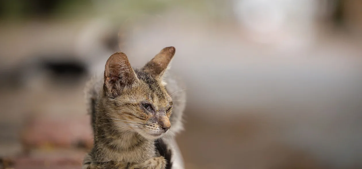 Animais sofrem com o aumento do abandono no período natalino