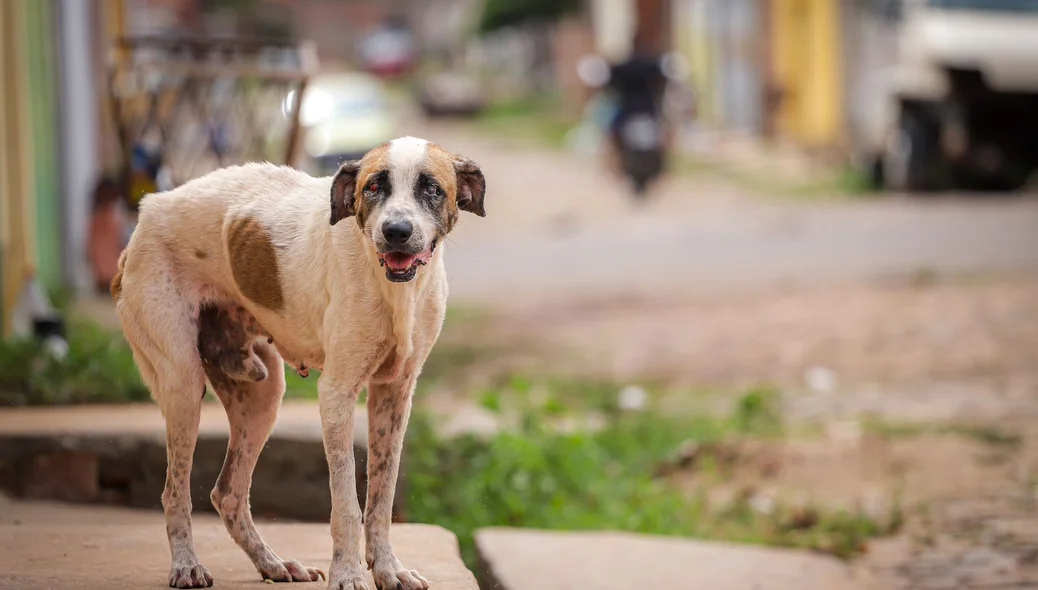 Aumento nos casos de abandono é ainda mais evidente durante as festas de fim de ano