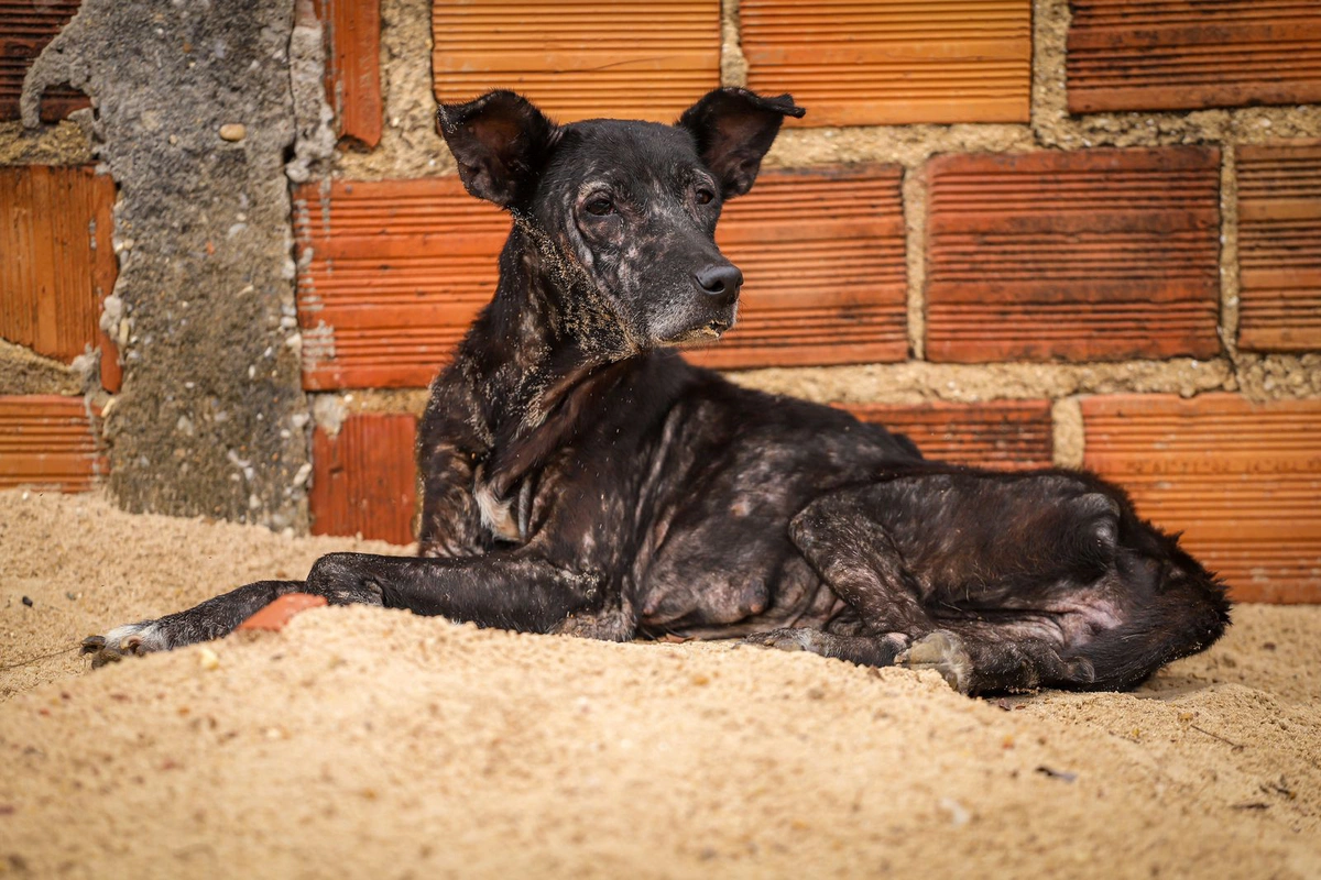 Cerca de 4,8 milhões de animais vivem em condições de vulnerabilidade