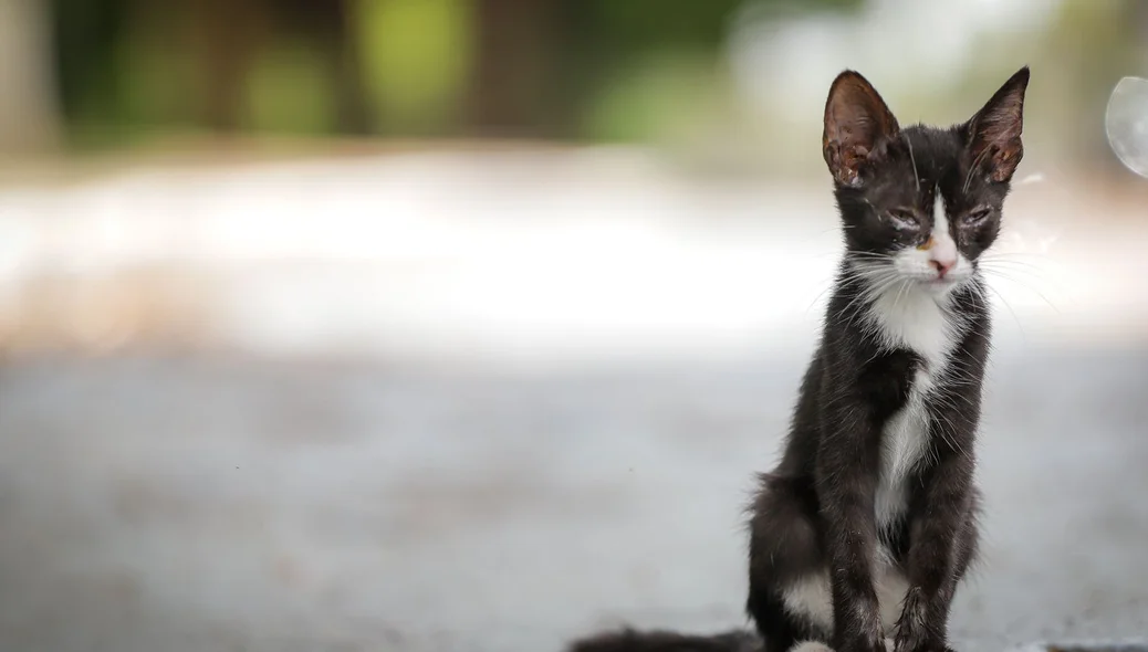 Dados mostram que 92% dos animais em abrigos são gatos