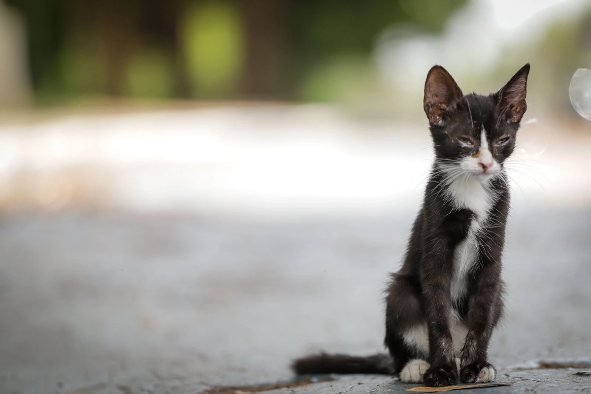 Dados mostram que 92% dos animais em abrigos são gatos