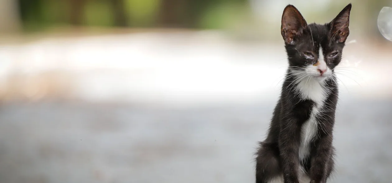 Dados mostram que 92% dos animais em abrigos são gatos