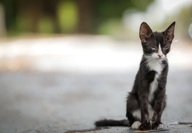 Dados mostram que 92% dos animais em abrigos são gatos