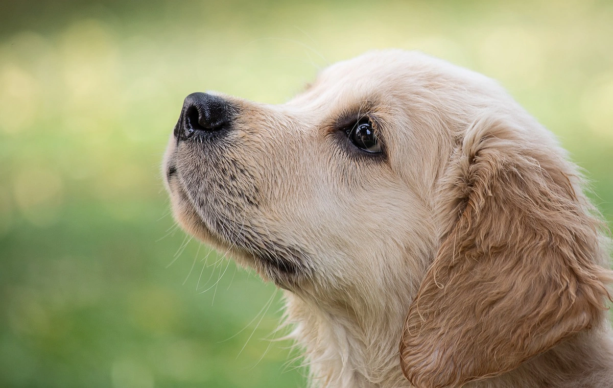 Está proibido o adestramento de animais com emprego de violências físicas ou psicológicas em Teresina