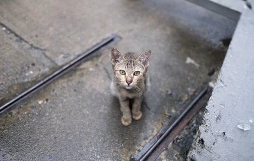 Gato abandonado