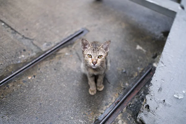 Gato abandonado