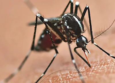 Mosquito transmissor da dengue, chikungunya e zika.