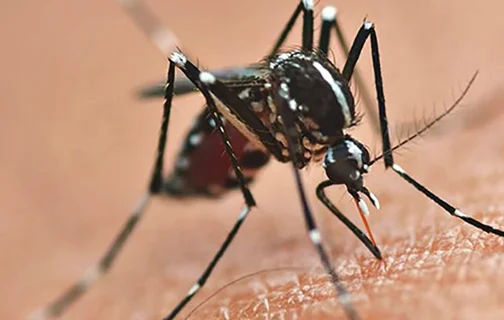 Mosquito transmissor da dengue, chikungunya e zika.