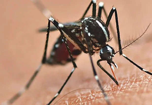 Mosquito transmissor da dengue, chikungunya e zika.