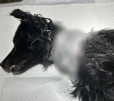 O cachorro estava com um grande corte na região do pescoço