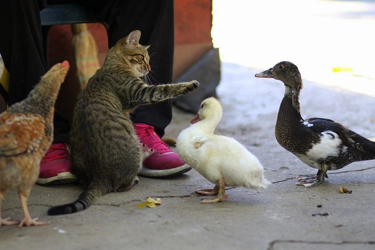 Prefeitura de Teresina sanciona lei para criar espaços de lazer para animais em parques