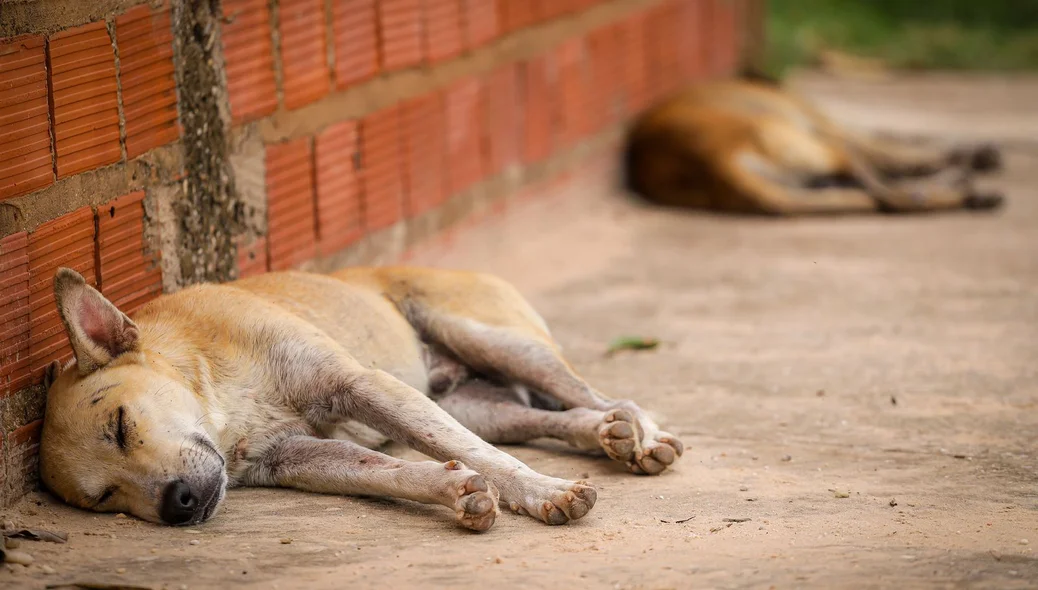 Sem abrigo, animais vulneráveis enfrentam frio, fome e maus-tratos