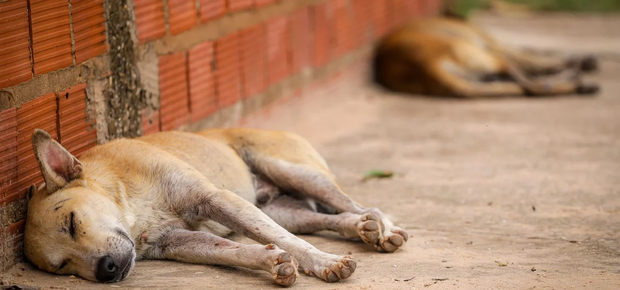 Sem abrigo, animais vulneráveis enfrentam frio, fome e maus-tratos