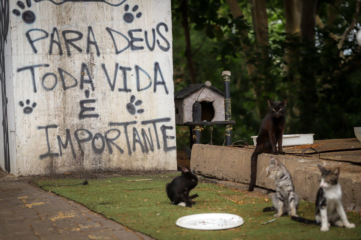 Sem tutores, animais dependem de abrigos e moradores solidários para sobreviver