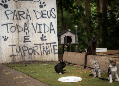 Sem tutores, animais dependem de abrigos e moradores solidários para sobreviver