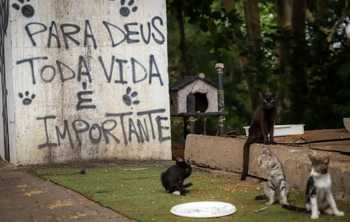 Sem tutores, animais dependem de abrigos e moradores solidários para sobreviver