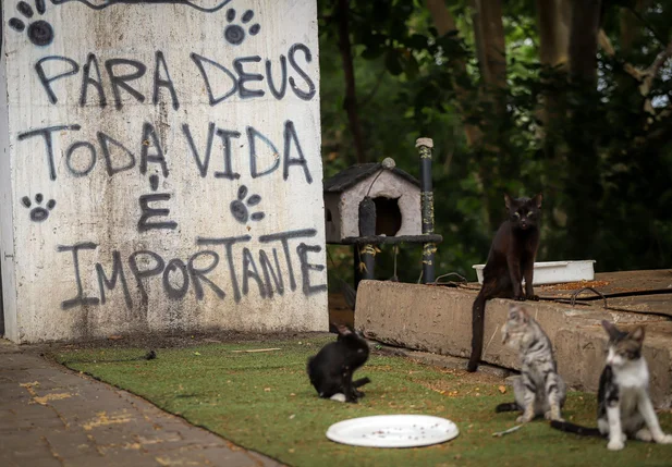 Sem tutores, animais dependem de abrigos e moradores solidários para sobreviver