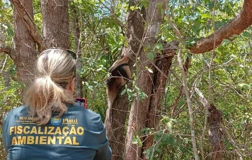 Semarh devolveu mais de 200 animais à natureza em 2024