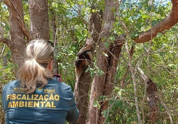 Semarh devolveu mais de 200 animais à natureza em 2024