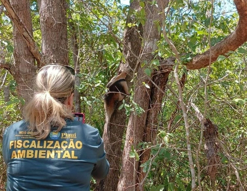 Semarh devolveu mais de 200 animais à natureza em 2024