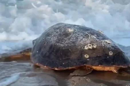 Tartaruga-cabeçuda encontrada na praia de Maramar