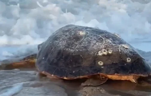 Tartaruga-cabeçuda encontrada na praia de Maramar