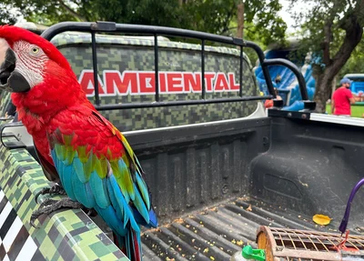 BPA  de Teresina promove soltura de aves silvestres capturadas em janeiro