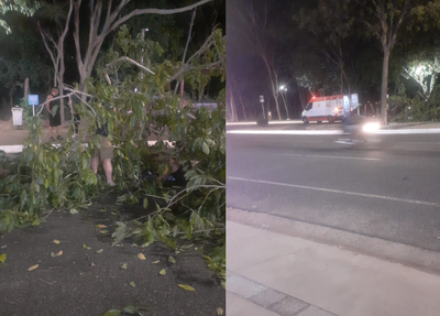 Árvore caiu na Avenida Raul Lopes