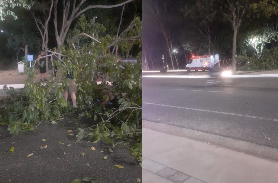 Árvore caiu na Avenida Raul Lopes