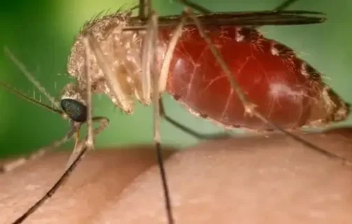Mosquito-pólvora