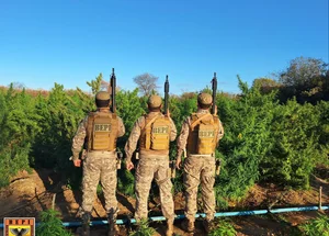 Plantação de maconha em Nazaré do Piauí