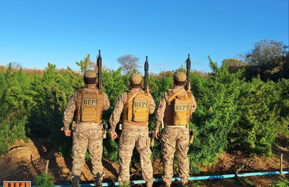 Plantação de maconha em Nazaré do Piauí