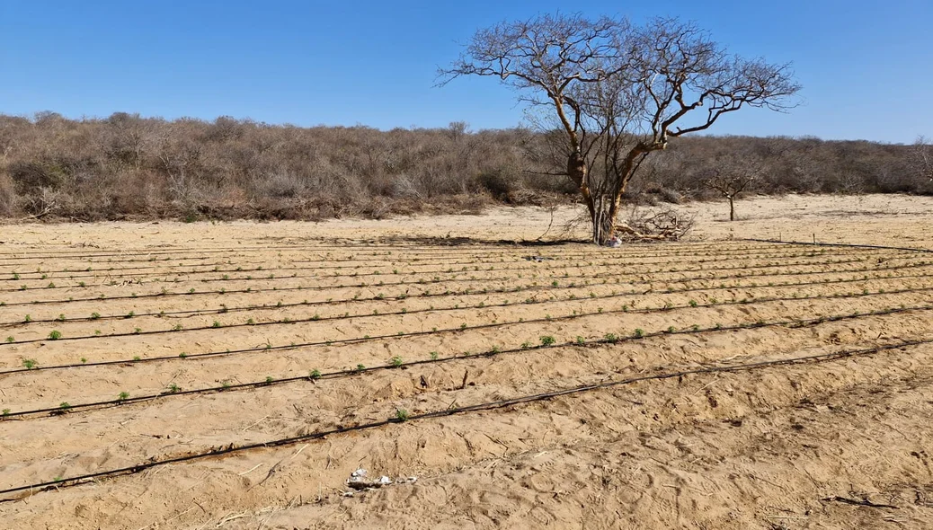 Área de plantio