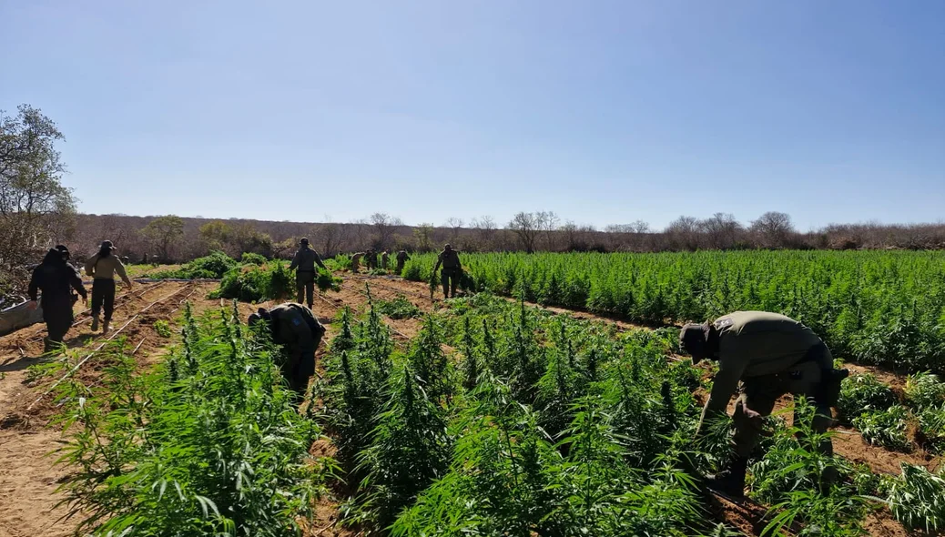 Mais de 90 mil pés de maconha