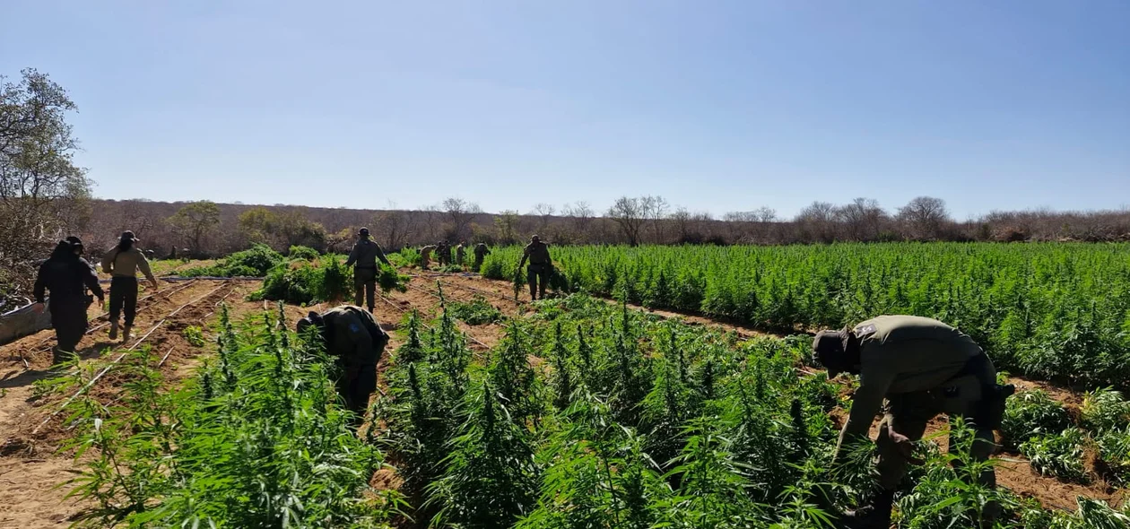 Mais de 90 mil pés de maconha