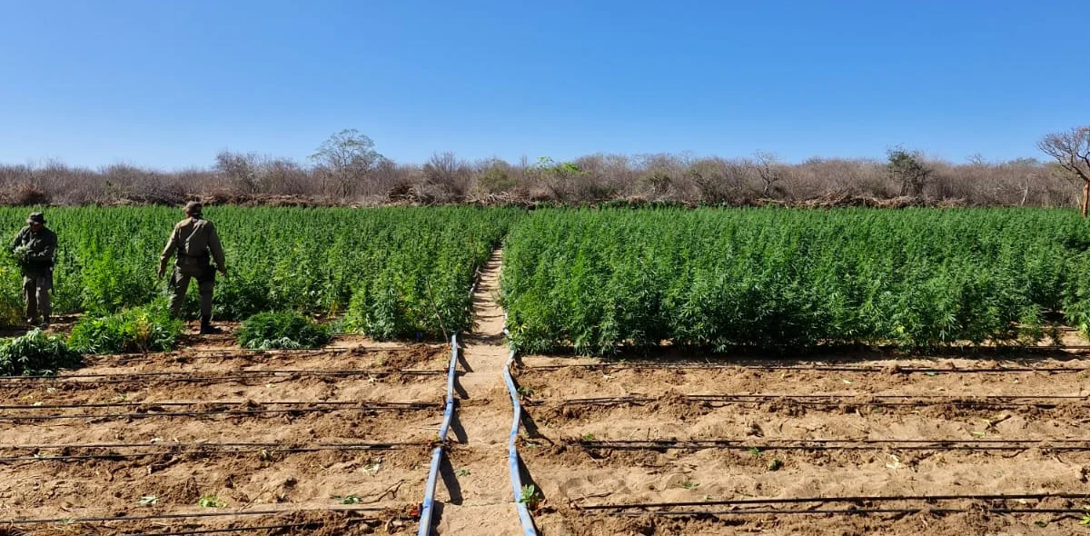 Pés de maconha