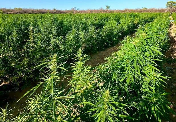 Roça com 90 mil pés de maconha