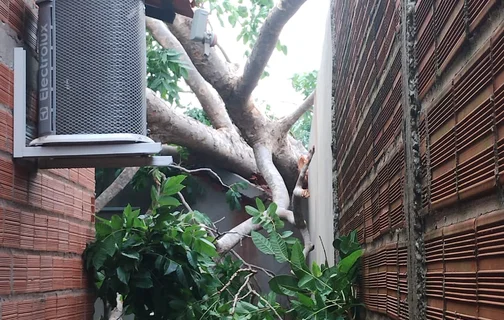 A árvore caiu sobre a casa no bairro Bom Princípio, no conjunto Deus Quer