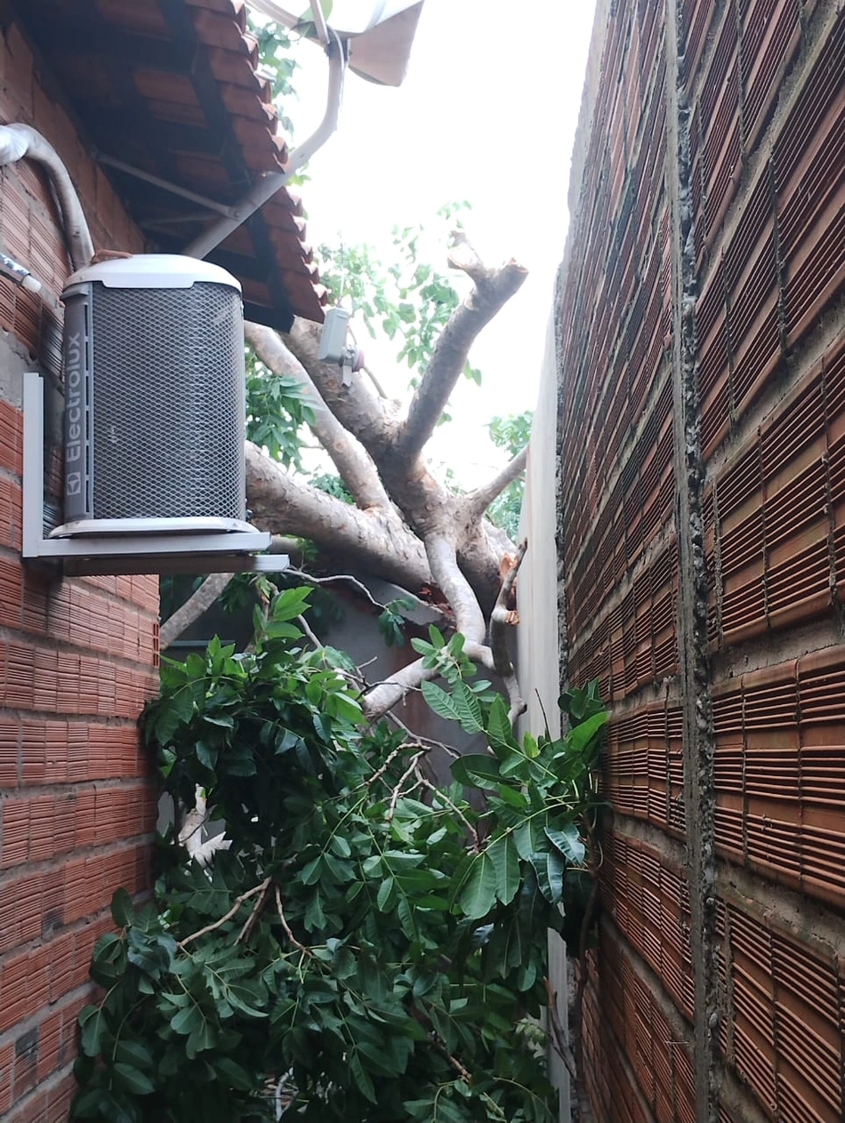 A árvore caiu sobre a casa no bairro Bom Princípio, no conjunto Deus Quer