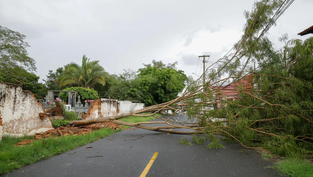 Árvore caída em Teresina