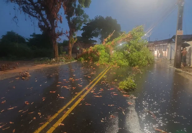 Árvore caída na Avenida João Isidoro França