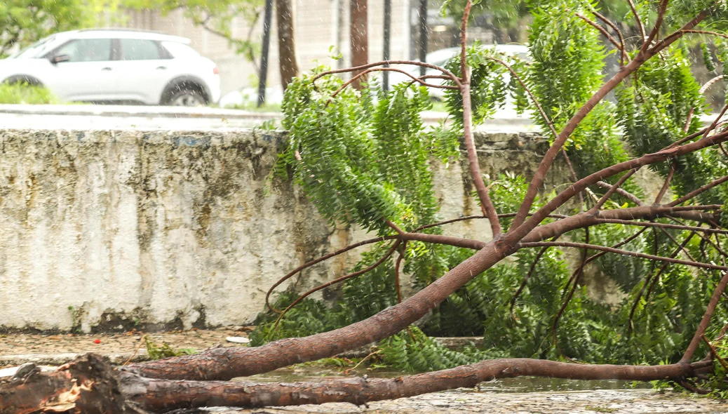 Árvore caída na Avenida João XXIII