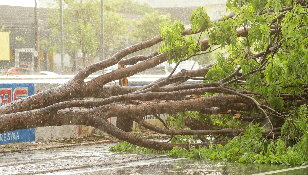 Árvore caída na Avenida João XXIII em Teresina