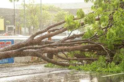 Chuva com fortes ventos causa queda de árvores e estragos